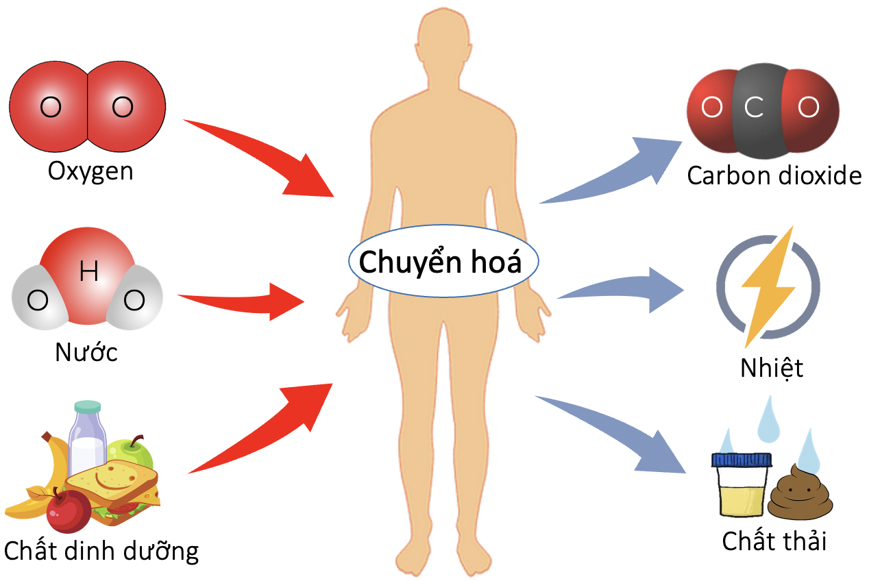 Lý Thuyết Bài 22 Vai Trò Của Trao đổi Chất Và Chuyển Hoá Năng Lượng ở Sinh Vật Khoa Học Tự 1263